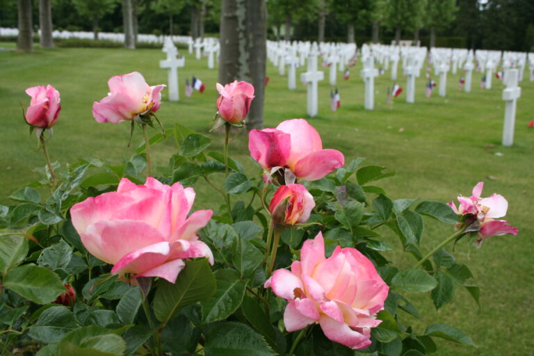 Roses were in bloom for the Memorial Day 2015 Ceremony at Oise-Aisne American Cemetery.