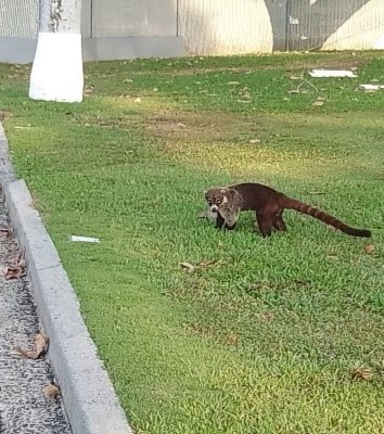 Coati mundi visiting Corozal American Cemetery. Credits: American Battle Monuments Commission. 